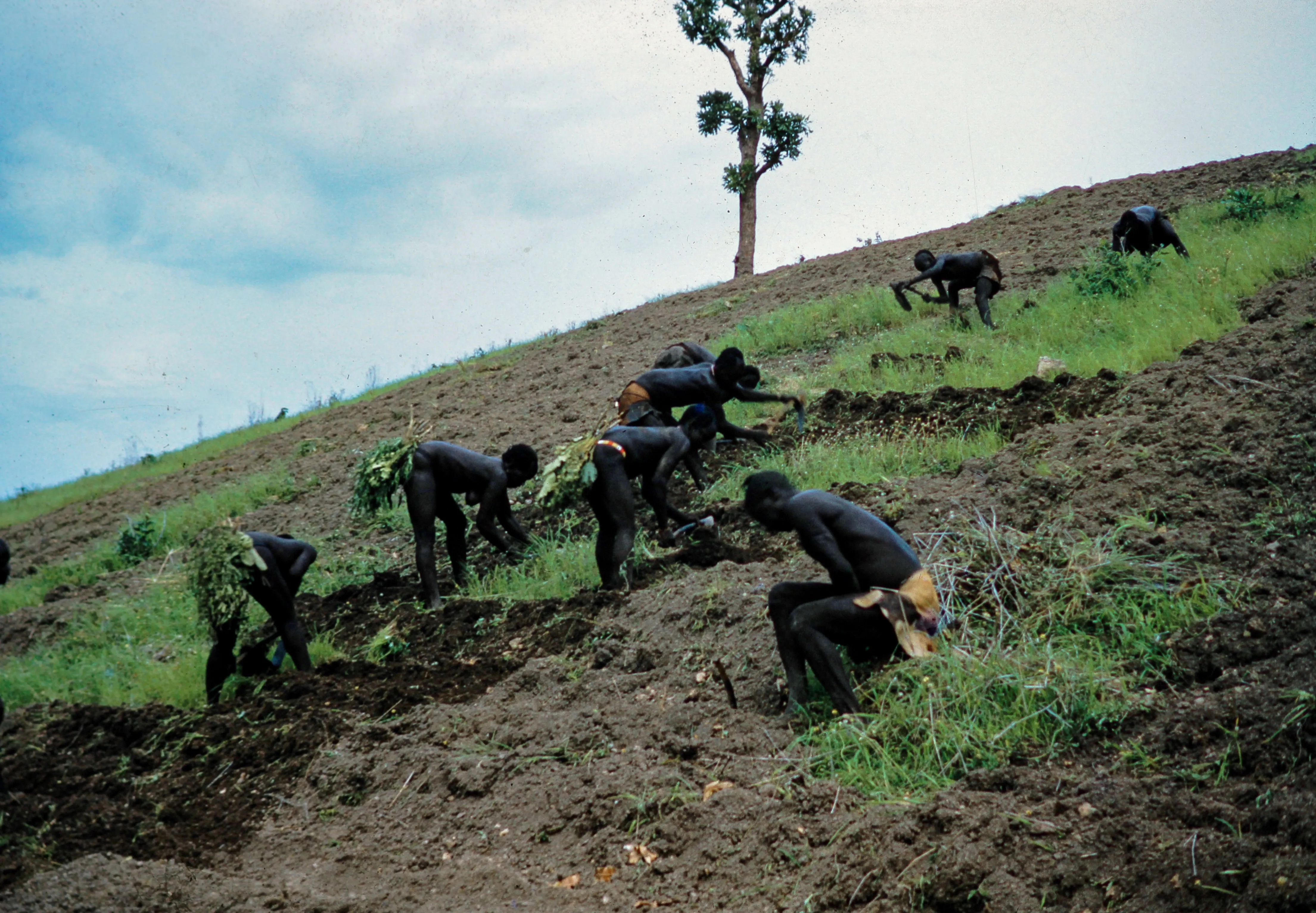 Image from Farming